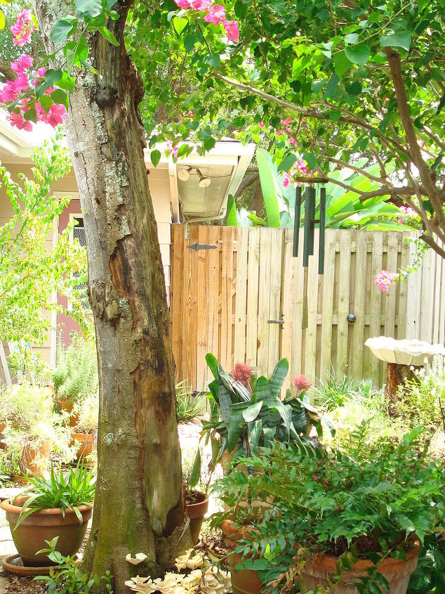 viburnum tree going going gone, gardening, An old viburnum served well