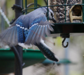addendum to a post bird feeder protector, outdoor living, pets animals, WHERE THERE S A WILL I featured this image of a lone blue jay at my modified feeder on Cornell s FB Page