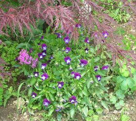 pretty petals from my garden, flowers, gardening, hydrangea, succulents, Sweet little Violas