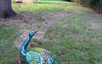 A Peacock in the Backyard