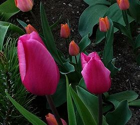 quick tulip tips, flowers, gardening, Pink and orange who would have thought