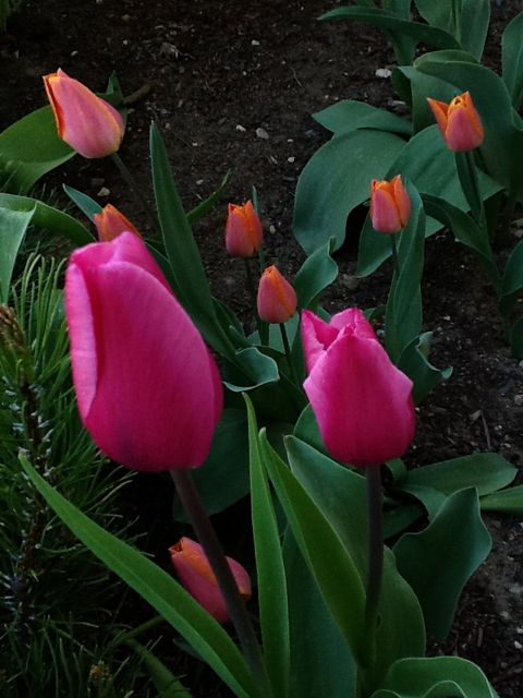 dicas rpidas de tulipas, Rosa e laranja quem diria