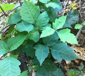 which of these pictures is poison ivy, gardening