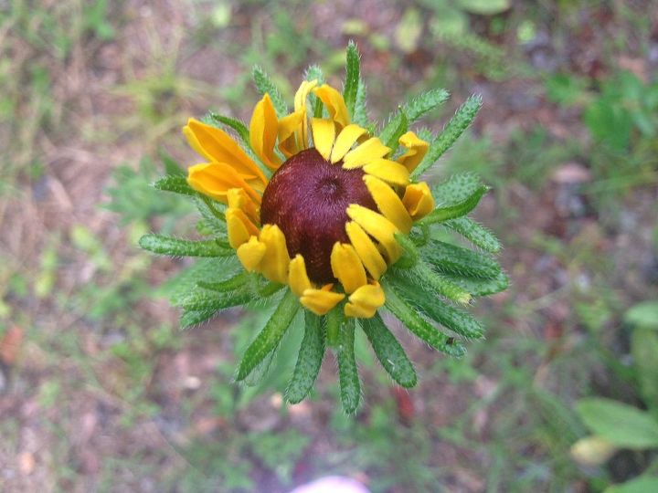 very pretty but what is it, flowers, gardening