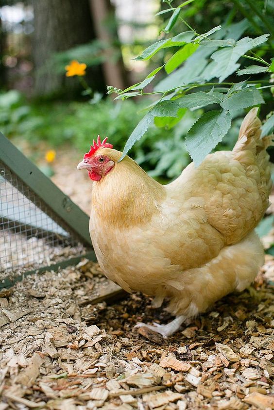 keeping backyard chickens, homesteading, pets animals