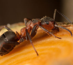 tips to help you protect your home from carpenter ants, pest control, woodworking projects