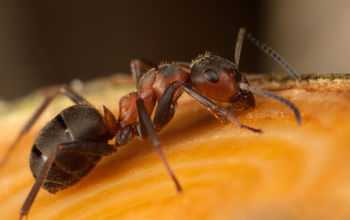 Tips to Help You Protect Your Home From Carpenter Ants