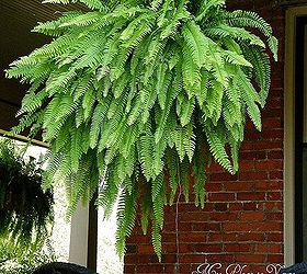 how to have hanging ferns that are the envy of the neighborhood, flowers, gardening, This pic was taken in October last year after a hot Summer Ferns as large and lush as ever Yours can be too Check out my blog link for more step by step pics