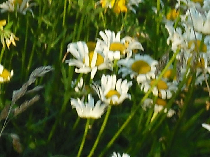 compartilhando minhas rosas e flores com o jardim 3, Eu estava tirando fotos das flores e apareceu essa borboleta d pra acreditar
