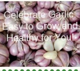 celebrate garlic easy to grow and healthy for you, flowers, gardening, Master Gardener Cindy Morgan has written another interesting article about the multifaceted aspects of growing garlic and it s benefits