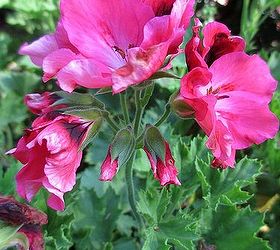 garden walk july 1st, flowers, gardening, hydrangea, outdoor living, repurposing upcycling, Geranium Martha Washington