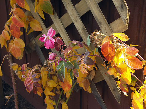 dicas de um especialista para construir uma trelia em seu jardim, Ao longo do ano a treli a ficar linda Especialmente no outono Retirar foto Flickr