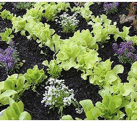 fastest way to plant a raised garden bed, gardening, raised garden beds, Garden Stamped lettuce pattern with Sweet Alyssum