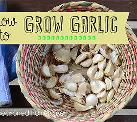 grow garlic in a container, container gardening, gardening, Growing garlic in a container is as easy as it gets