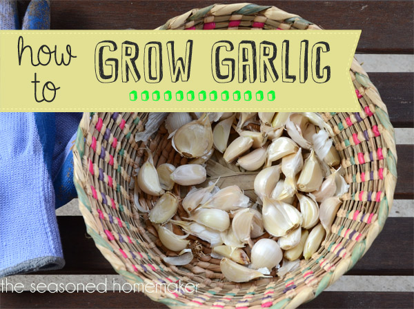 Growing garlic in a container is as easy as it gets.