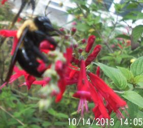 enjoying the beauty while i can, gardening, pets animals, Pineapple sage