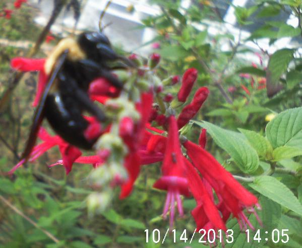enjoying the beauty while i can, gardening, pets animals, Pineapple sage
