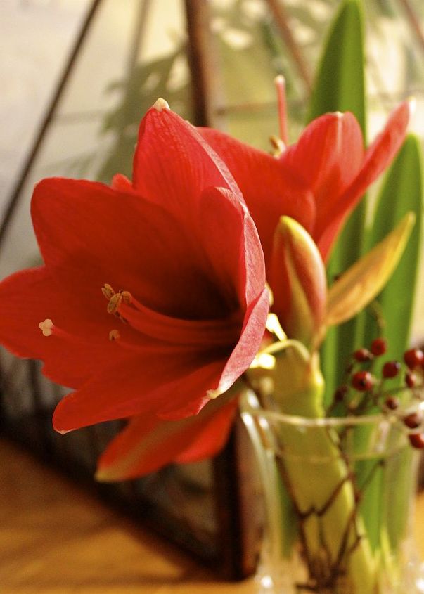 time to plant amaryllis for winter blooms, flowers, gardening, Once the blooms start to fade I tuck them into a small vase for some final drama