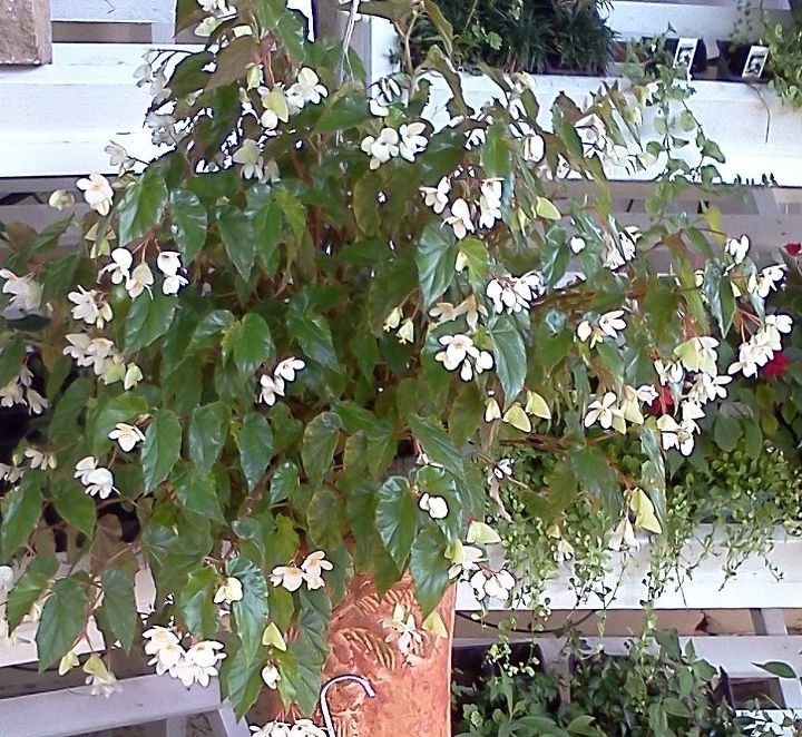 el dilema de impatien, Begonia alas de drag n