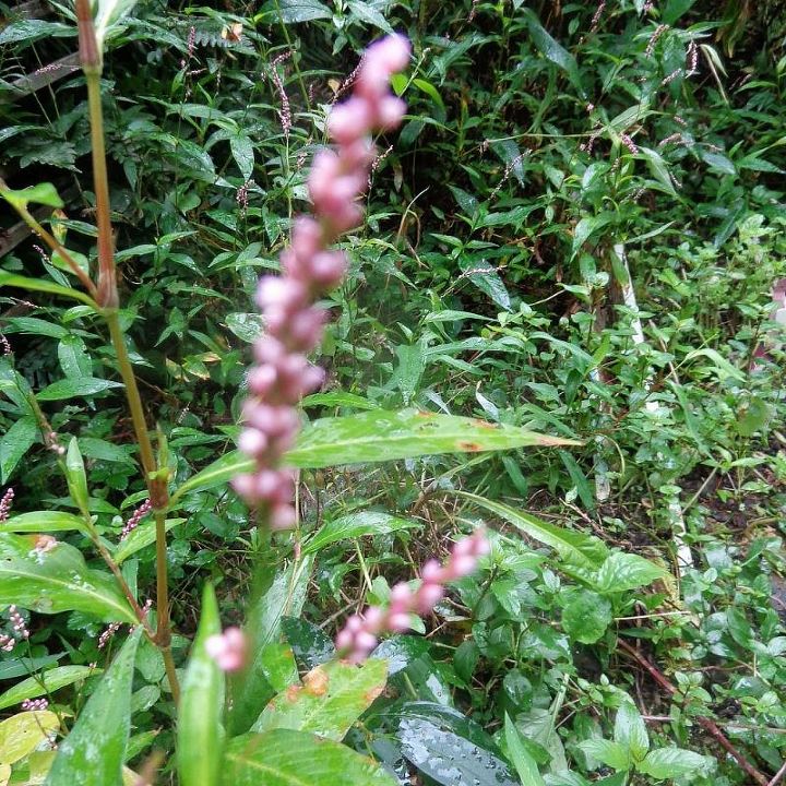 name these plants, flowers, gardening, Small beaded Red Pink Bloom in fall grows in a lot of water