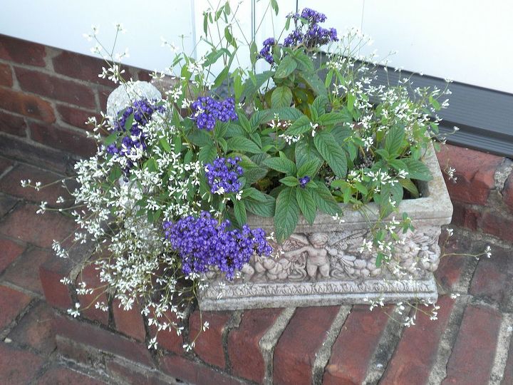 plan now annual flower containers, container gardening, flowers, gardening, Heliotrope diamond frost euphorbia