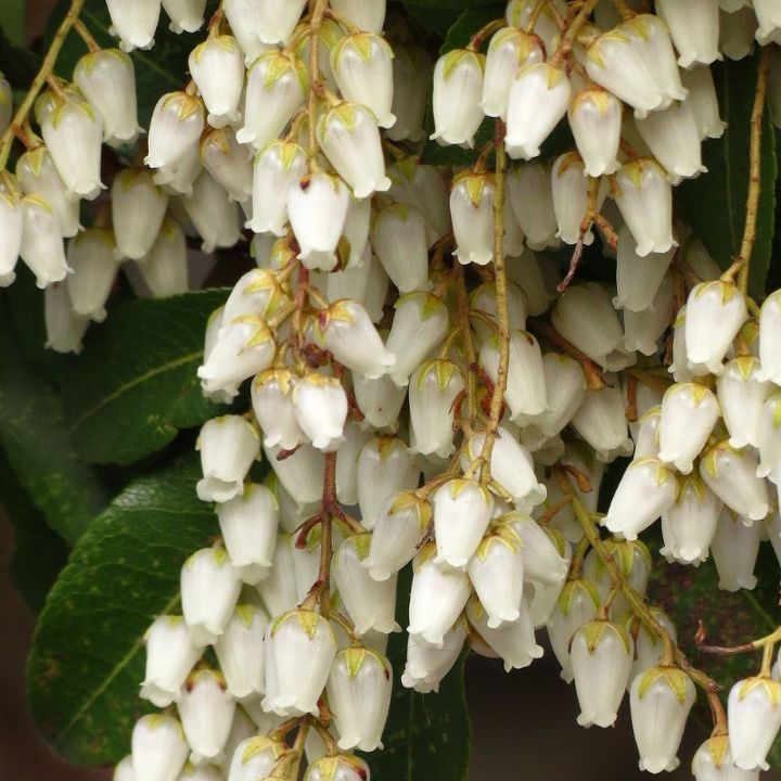 how grows your spring, flowers, gardening, Andromeda s dangling flower clusters