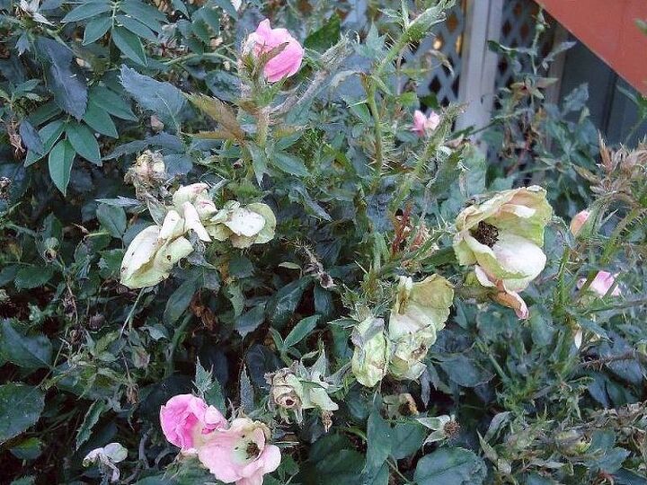 q can anyone tell me what is going on with my knockout roses, gardening