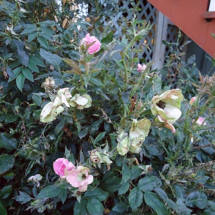 q can anyone tell me what is going on with my knockout roses, gardening