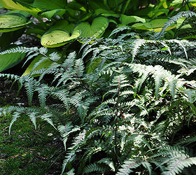 garden tour a beautiful tapestry, flowers, gardening, The interesting combination of a lime colored hosta and a Japanese Painted Fern