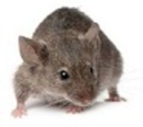 house mouse, doors, electrical, pest control, House Mouse