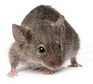 ratones domesticos, Rat n dom stico