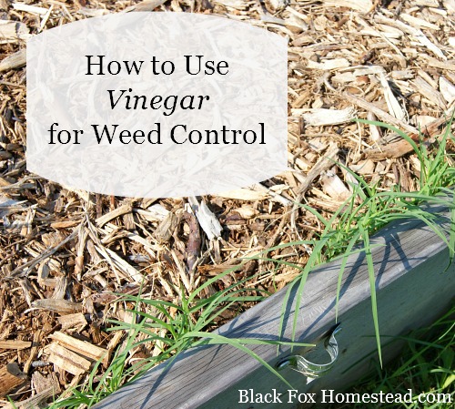 use vinegar for natural weed control, gardening