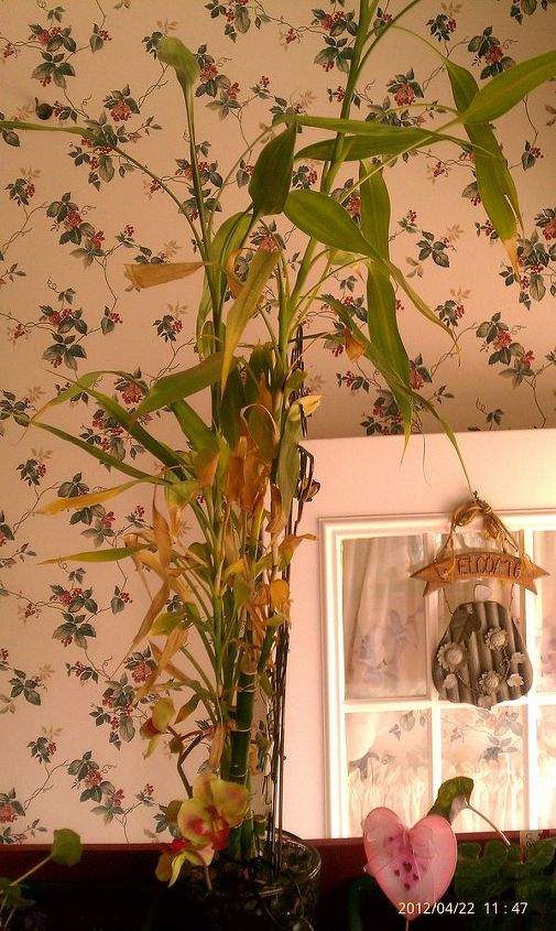 i redid this flower box thats built into the wall of back doorway but having, flowers, gardening, Lucky Bamboo I ve had for about 10 yrs now It s in the biggest water pitcher I could find would still fit in this box Is in the middle