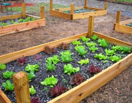 how to build raised beds, gardening, raised garden beds, Raised bed planted with a variety of lettuces