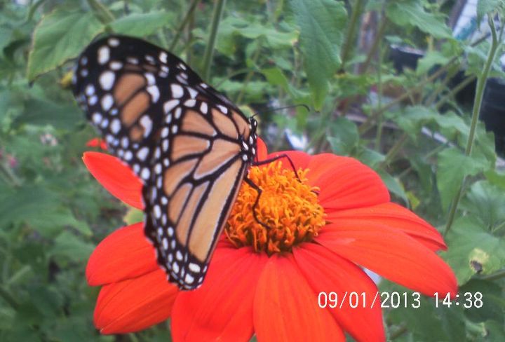 still enjoying my butterflies monarch visit, pets animals