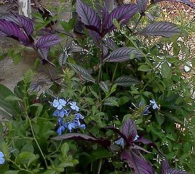 the impatien dilemma, flowers, gardening, Strobilanthus purply leaf and Euphorbia white flowers