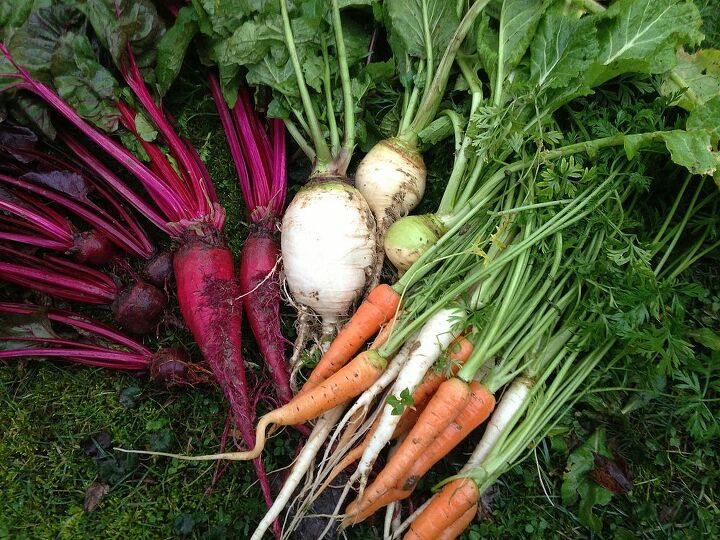 one year one ton of fresh food winter, gardening, homesteading, Root crops become remarkably more sweet in winter