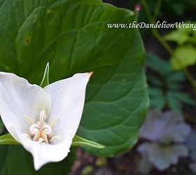 starlette s of the shade garden, flowers, gardening, Trillium Flexipes has large white flowers that bloom in mid spring They re only visible for a short time before their stalks bend and the flower disappears behind the foliage hence their common name Bent Trillium or Drooping Trillium