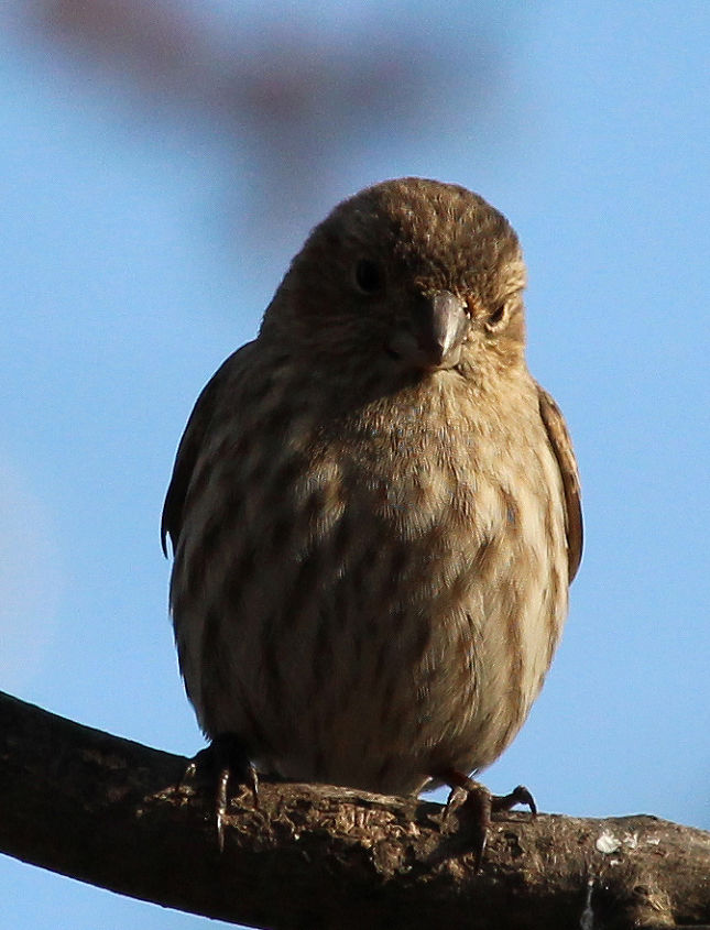 too many birds to count, pets animals, House Finch female