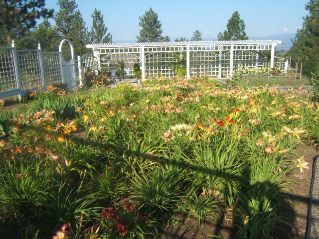 how to divide daylilies, gardening, Daylily field at Canyon Ridge Daylily Farm