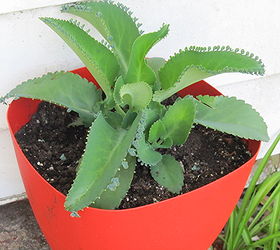 que tipo de planta essa, Esta a planta que meu marido me comprou h pouco mais de um m s Ele quadruplicou de tamanho Posso dizer que uma suculenta Talvez um kalanchoe