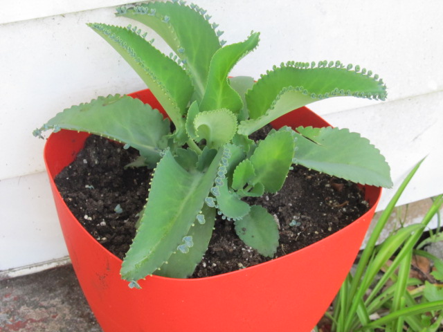 what type of plant is this, flowers, gardening, succulents, This is the plant my husband bought me a little over a month ago It has quadrupled in size I can tell that it s a succulent Maybe a kalanchoe