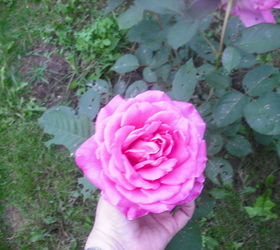 sharing my roses and flowers with garden 2, flowers, gardening, outdoor living, So big and pretty