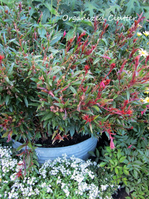 note your garden successes and failures, container gardening, gardening, succulents, The bright pink gaura that I planted in a galvanized tub in the garden failed to bloom much at all Never again