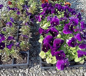 10 tips for a beautiful seasonal color bed, container gardening, flowers, gardening, You can tell right I tried out a new grower on the left YUCK