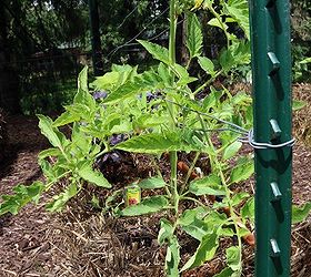 Straw Bale Garden Trellis Tips Hometalk