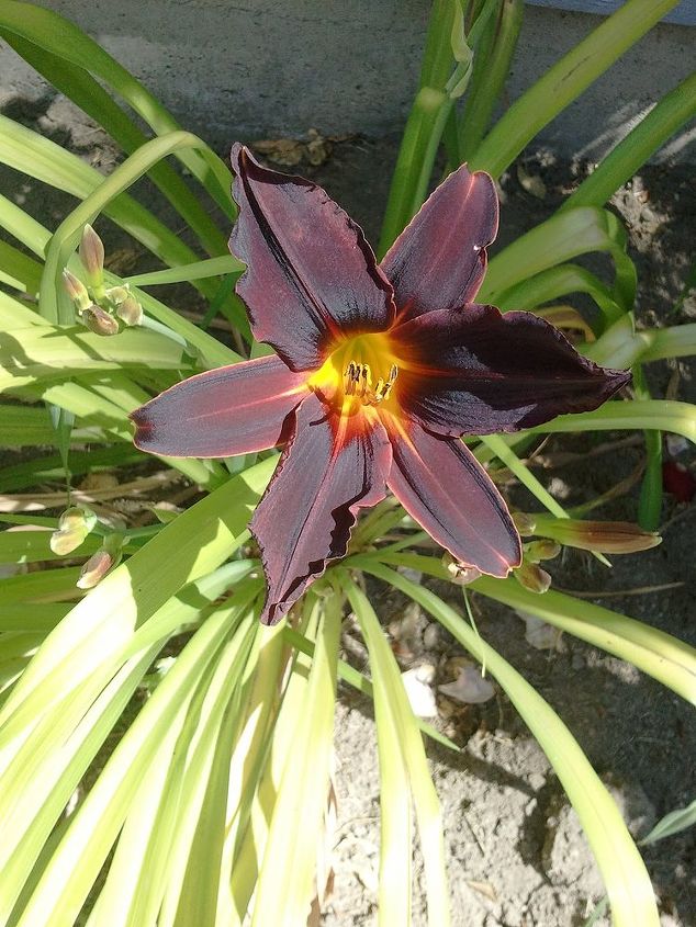 daylilies, gardening, This is one of my husbands fav and one other one