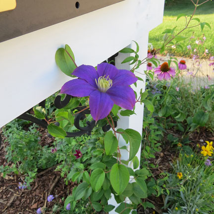update on my cottage mailbox garden, flowers, gardening, The clematis bloomed this morning