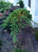 juniper mushroom topiary brown spot problem, gardening, Juniper Topiary showing brown area in top center going down and through the depth of the plant