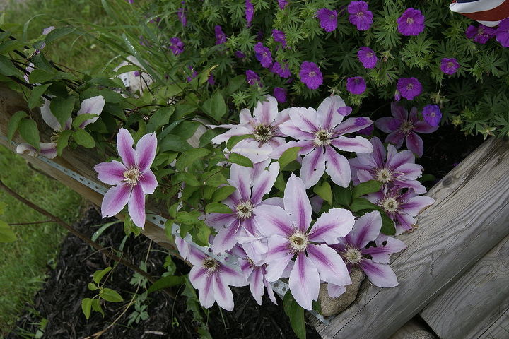 more flowers in my garden, flowers, gardening